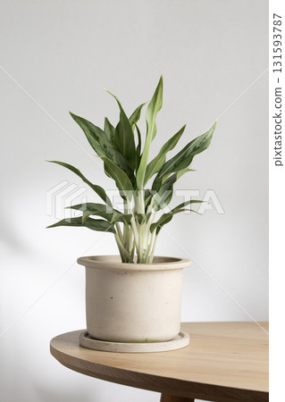 Aglaonema Greyhound indoor plant in ceramic pot on wooden table Aglaonema Greyhound indoor plant in ceramic pot on wooden table 131593787