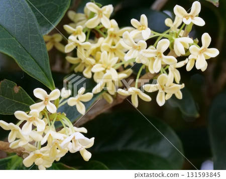 銀和藏紅花花 銀和藏紅花花 131593845