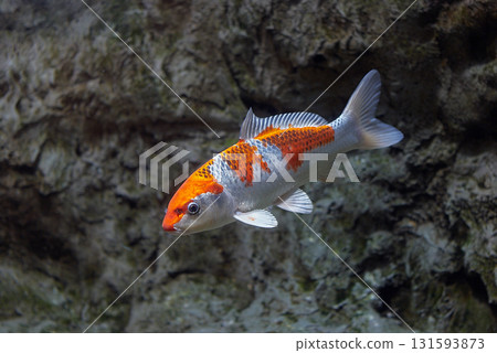 Nishikigoi（千歲鮭魚的Furusato館） 131593873