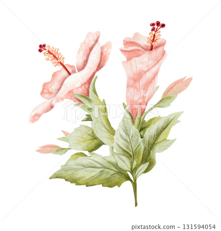 Delicate watercolor hibiscus buds with blooming flower and leaves watercolor illustration isolated on white. Pastel pink tropical plant in botanical style. Hand drawn floral clip art for summer Delicate watercolor hibiscus buds with blooming flower and leaves watercolor illustration isolated on white. Pastel pink tropical plant in botanical style. Hand drawn floral clip art for summer 131594054
