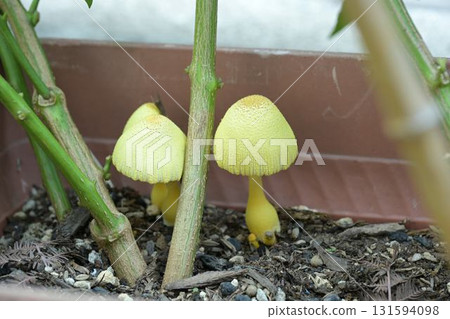 種植盆中生長的幸運蘑菇 131594098
