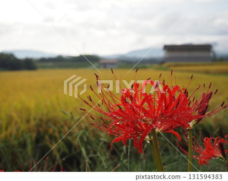 Red spider lilies with dew Red spider lilies with dew 131594383