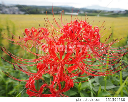 Red spider lilies with dew 131594388