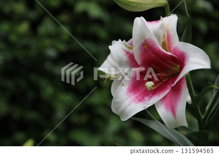 百合花① 百合花① 131594565