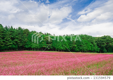 A field of red buckwheat flowers spreads out before your eyes 131594579