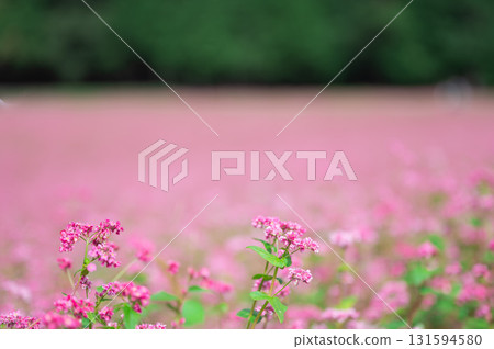 眼前展開一片紅色的蕎麥花田 131594580