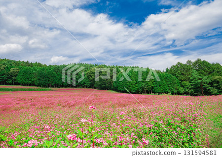 眼前展開一片紅色的蕎麥花田 131594581