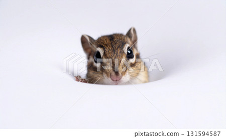 Close-up of a squirrel peeking out of a white hole generative AI 131594587