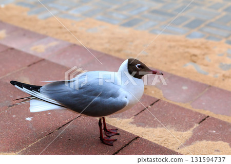 The amazing view of birds 131594737