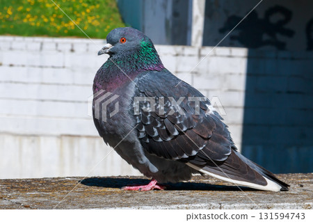 The amazing view of birds The amazing view of birds 131594743