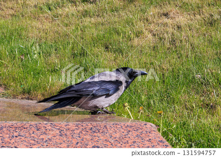 The amazing view of birds The amazing view of birds 131594757