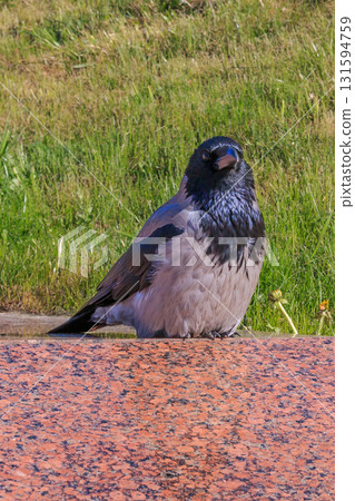 The amazing view of birds The amazing view of birds 131594759
