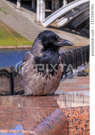 The amazing view of birds 131594760