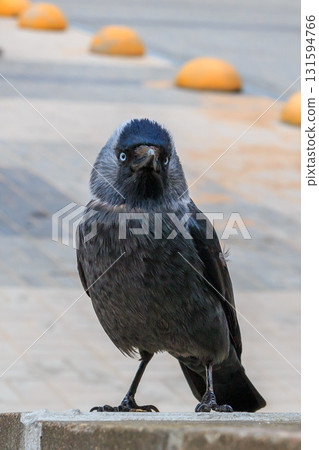 The amazing view of birds 131594766