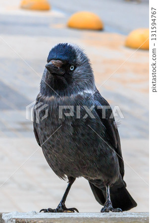The amazing view of birds 131594767