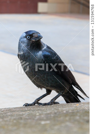 The amazing view of birds 131594768