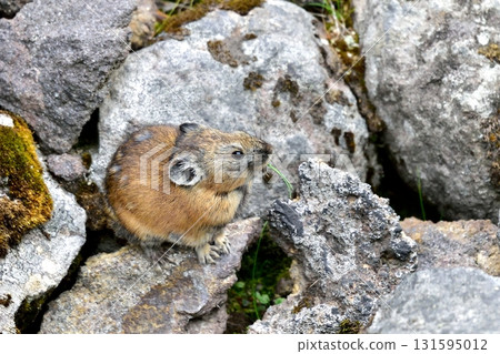 一隻可愛的鼠兔出現在一塊長著草葉的岩石上。 131595012