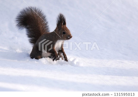 A Hokkaido squirrel jumps out into the vast snowy field and becomes nervous for a moment A Hokkaido squirrel jumps out into the vast snowy field and becomes nervous for a moment 131595013