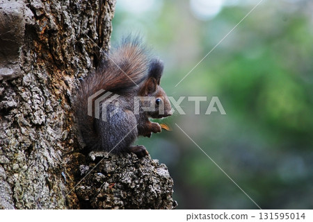 A baby Hokkaido squirrel appears in the forest for the first time A baby Hokkaido squirrel appears in the forest for the first time 131595014