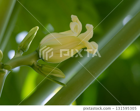 黃綠色木瓜雌花 黃綠色木瓜雌花 131595305