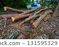 The harvested tree 131595329