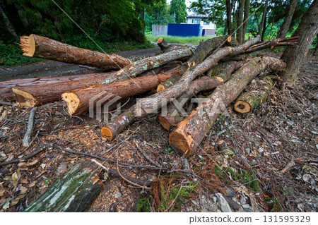 The harvested tree 131595329
