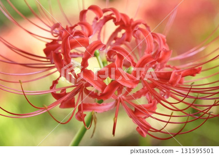 Beautiful cluster amaryllis, bokeh, sparkling 131595501
