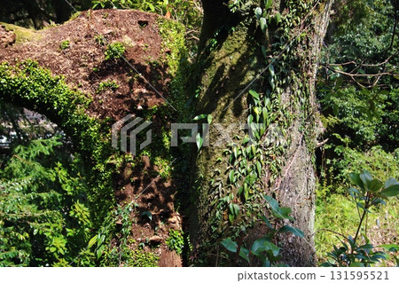 常春藤在樹的表面 131595521