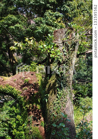 Ivy on the surface of a tree Ivy on the surface of a tree 131595562
