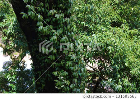 Ivy on the surface of a tree Ivy on the surface of a tree 131595565