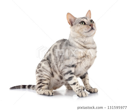 bengal cat in studio 131595977
