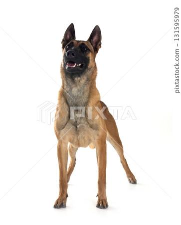 malinois in studio 131595979