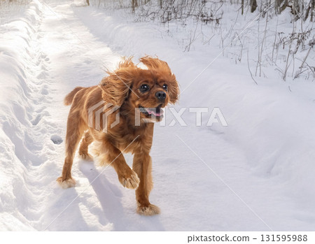 cavalier king charles in nature cavalier king charles in nature 131595988