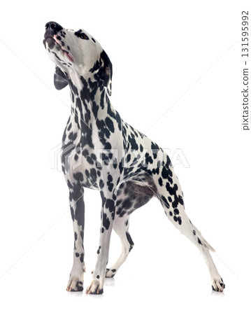 puppy dalmatian in studio puppy dalmatian in studio 131595992