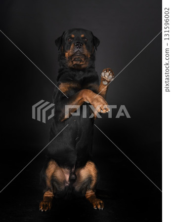 rottweiler in studio rottweiler in studio 131596002