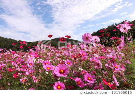 秋天天空中，粉紅色的波斯菊格外引人注目 131596016