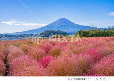 【山梨縣】河口湖大石公園：朝露閃耀的掃帚草和富士山 131596208