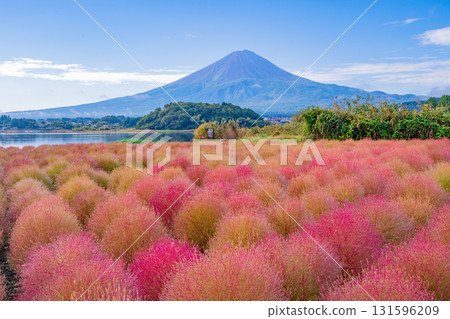 【山梨縣】河口湖大石公園:朝露閃耀的掃帚草和富士山 【山梨縣】河口湖大石公園:朝露閃耀的掃帚草和富士山 131596209