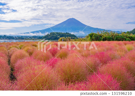 【山梨縣】河口湖大石公園：朝露閃耀的掃帚草和富士山 131596210