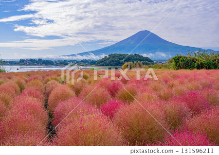 [Yamanashi Prefecture] Kawaguchiko Oishi Park: Kochia and Mount Fuji Glowing in the Morning Dew 131596211
