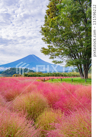 【山梨縣】河口湖大石公園：朝露閃耀的掃帚草和富士山 131596212