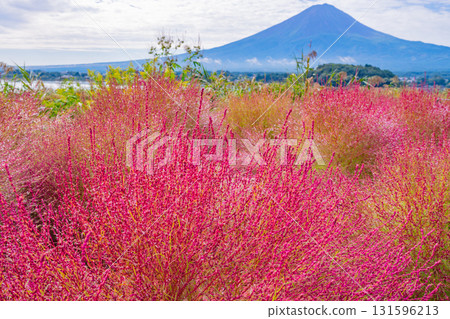 【山梨縣】河口湖大石公園：朝露閃耀的掃帚草和富士山 131596213