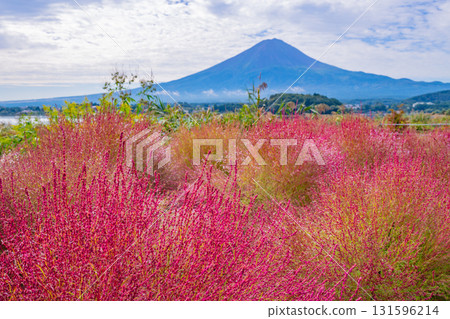 [Yamanashi Prefecture] Kawaguchiko Oishi Park: Kochia and Mount Fuji Glowing in the Morning Dew 131596214