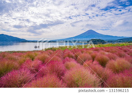 【山梨縣】河口湖大石公園：朝露閃耀的掃帚草和富士山 131596215
