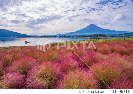 [Yamanashi Prefecture] Kawaguchiko Oishi Park: Kochia and Mount Fuji Glowing in the Morning Dew 131596216