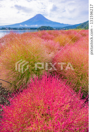 【山梨縣】河口湖大石公園：朝露閃耀的掃帚草和富士山 131596217