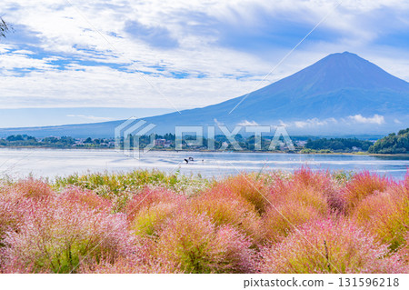 [Yamanashi Prefecture] Kawaguchiko Oishi Park: Kochia and Mount Fuji Glowing in the Morning Dew 131596218