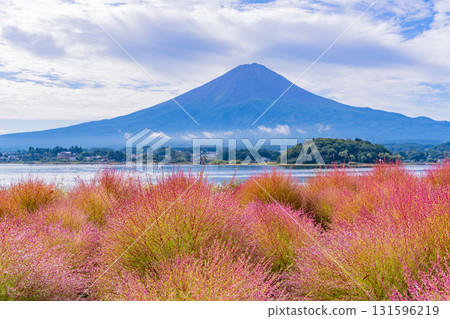 【山梨縣】河口湖大石公園：朝露閃耀的掃帚草和富士山 131596219