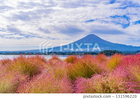 [Yamanashi Prefecture] Kawaguchiko Oishi Park: Kochia and Mount Fuji Glowing in the Morning Dew 131596220