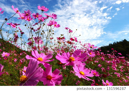 秋天天空中，粉紅色的波斯菊格外引人注目 - 1 131596287
